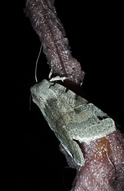 Anchoscelis litura - tarka őszibagoly