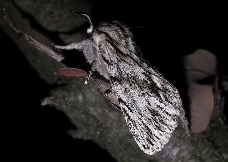 Asteroscopus sphinx - csillagnéző bundásbagoly