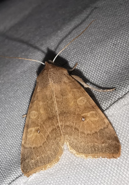 Cirrhia ocellaris - fakó sárgabagoly