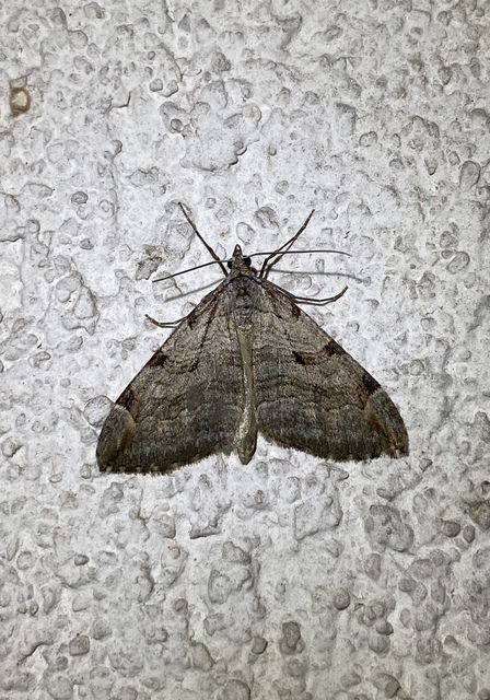 Aplocera efformata/plagiata