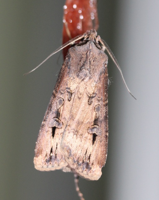 Agrotis ipsilon - nagy földibagoly