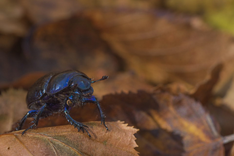 Anoplotrupes stercorosus - erdei álganéjtúró