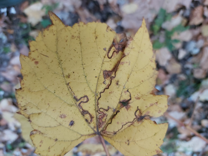 Phyllocnistis vitegenella - kígyóaknás szőlőmoly