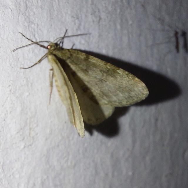 Epirrita christyi/dilutata