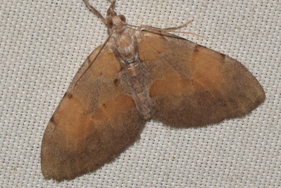Pennithera firmata - sárgásvörös fenyőaraszoló