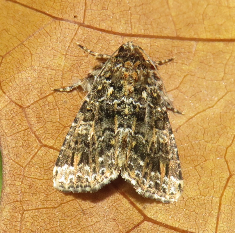Callopistria latreillei - gyöngypettyes bagoly