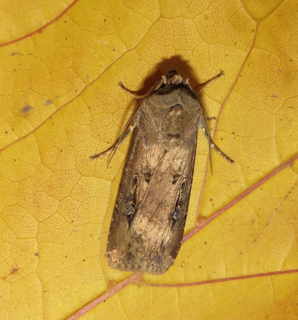 Agrotis ipsilon - nagy földibagoly