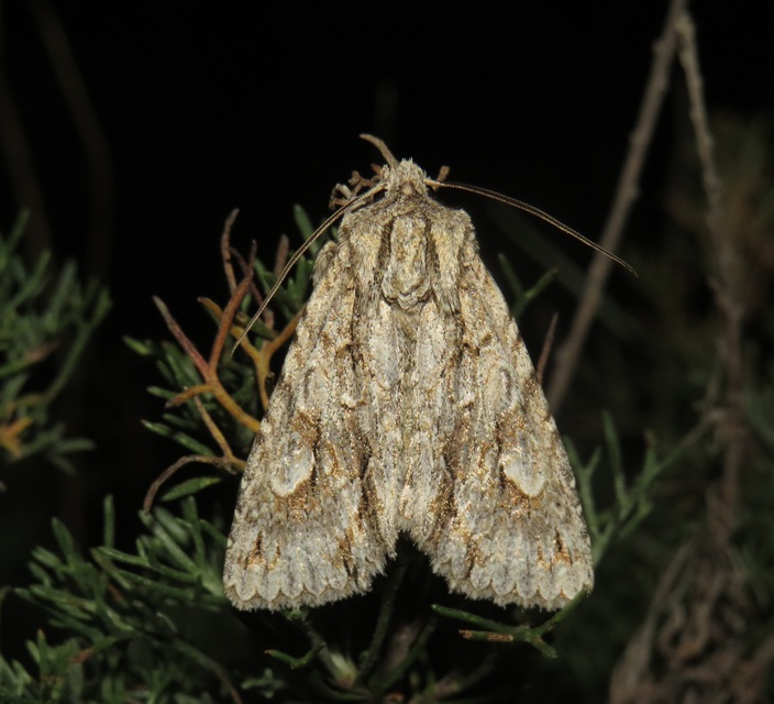 Meganephria bimaculosa - kétfoltos szilbagoly