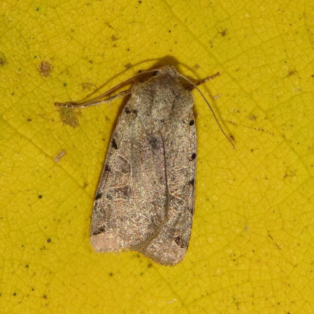 Anchoscelis litura - tarka őszibagoly