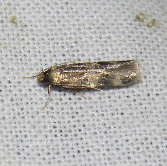 Oegoconia