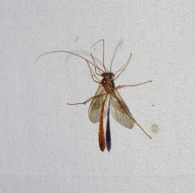 Ophion