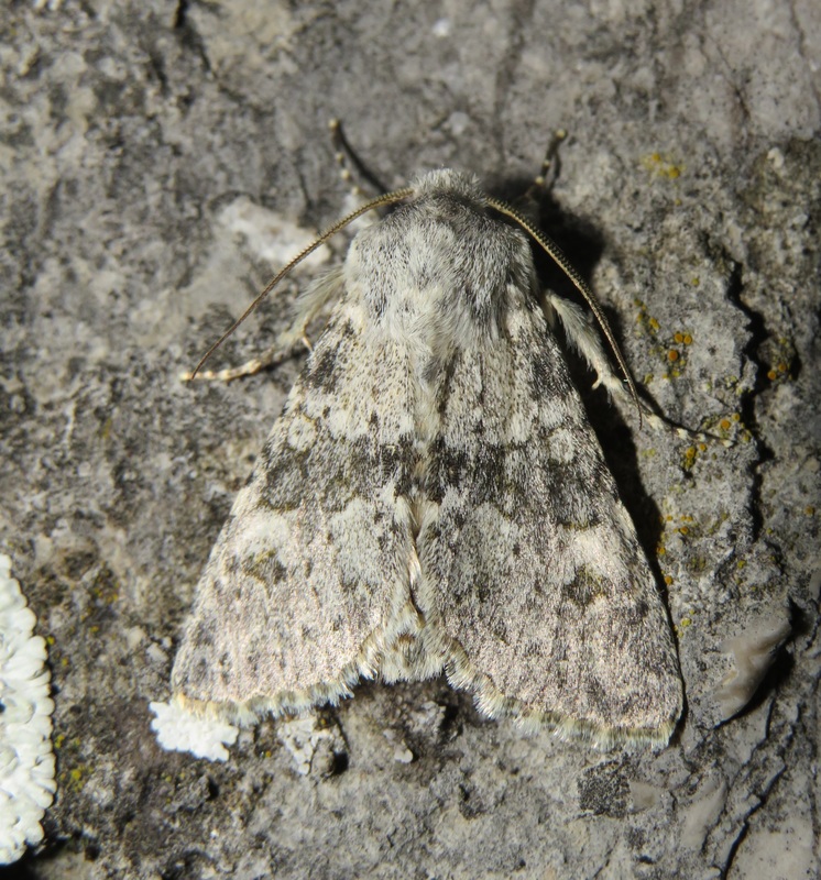 Polymixis rufocincta isolata - magyar tarkabagoly