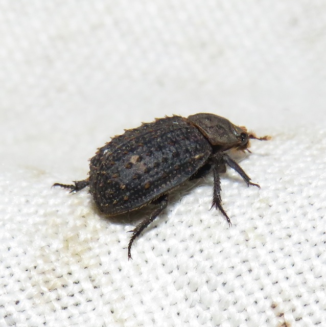 Trox niger - gömböc irhabogár