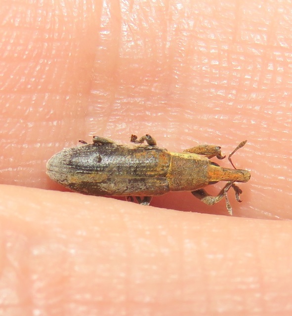 Lixus vilis - gémorr-dudvabarkó