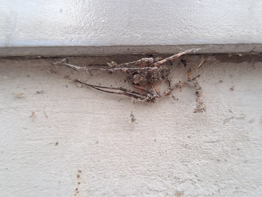 Larinioides ixobolus - ereszalji keresztespók