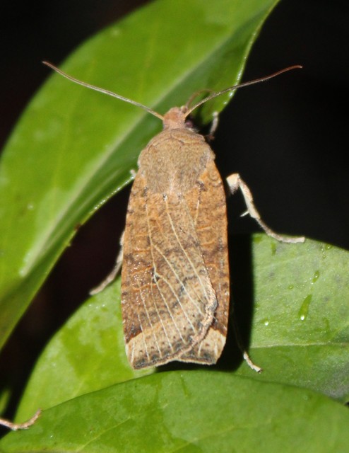 Conistra veronicae - veronika-őszibagoly
