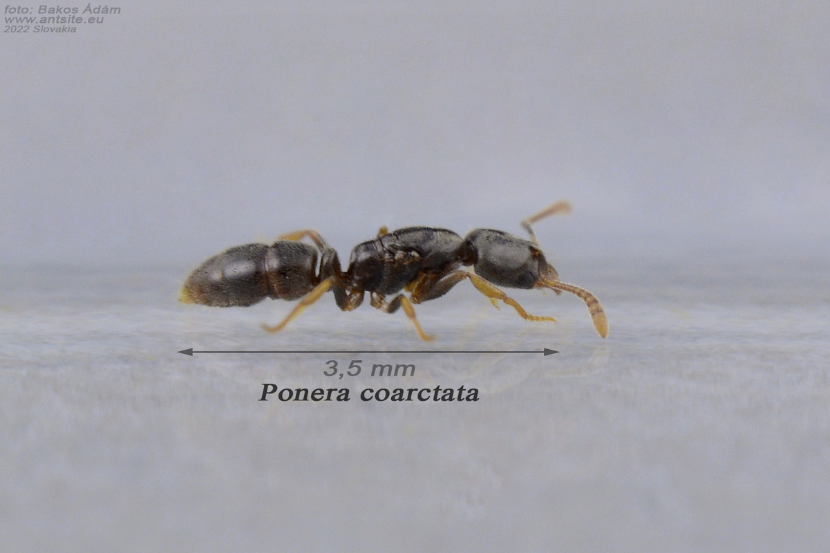 Ponera coarctata - fekete barázdáshangya