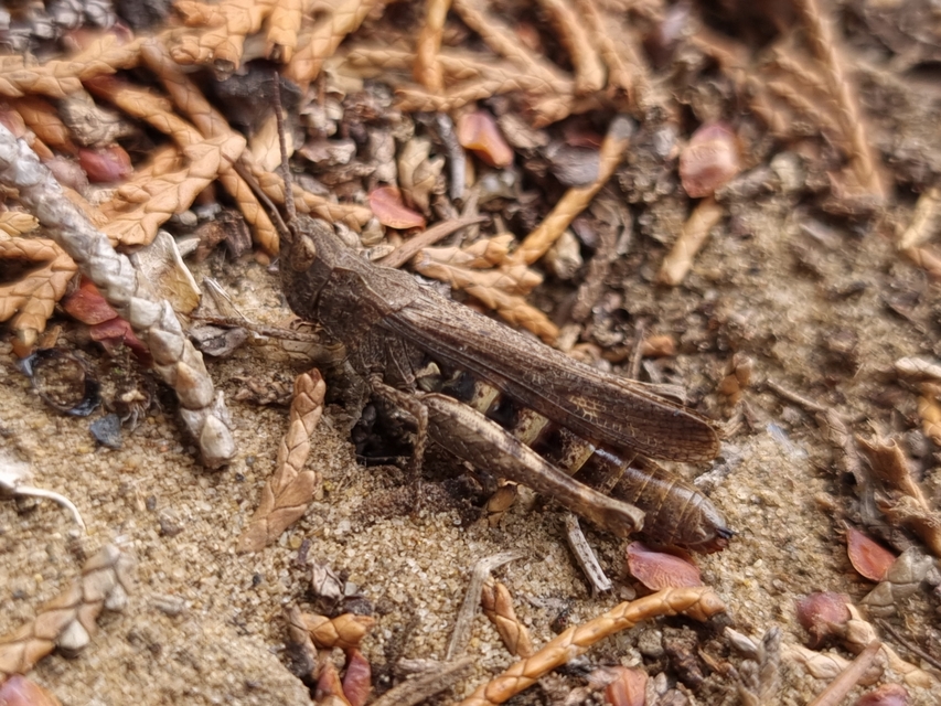 Chorthippus (Glyptobothrus) (subgenus)