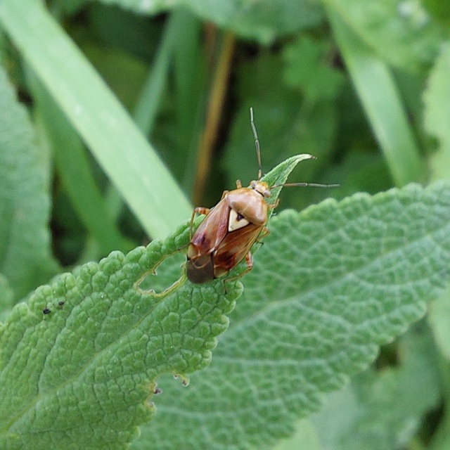 Lygus pratensis - változó mezeipoloska
