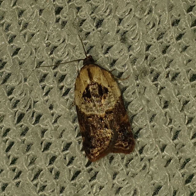 Acleris variegana - tarka levélmoly