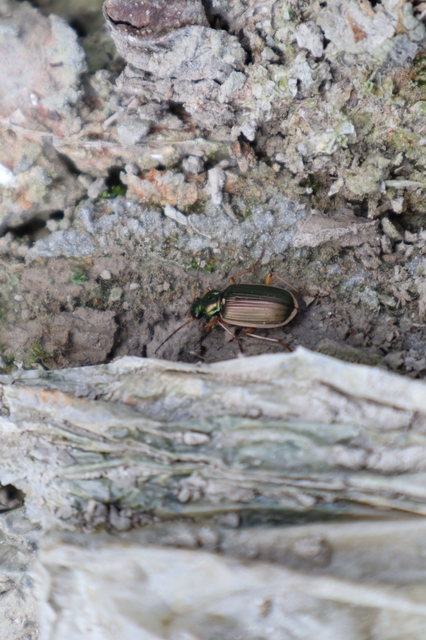 Chlaenius spoliatus - csupasz bűzfutó