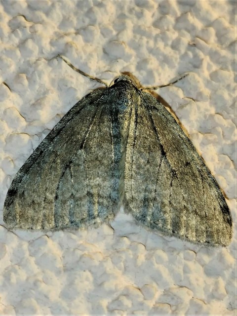 Epirrita christyi/dilutata
