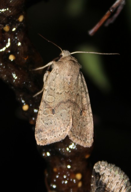 Propenistra laevis - könnyű őszibagoly