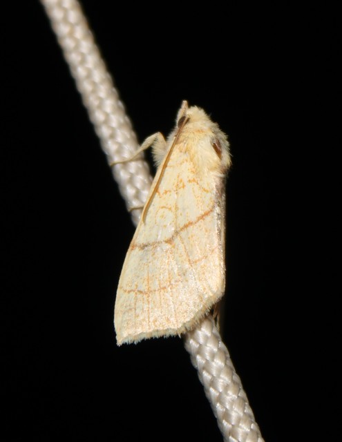 Tiliacea citrago - citromszínű sárgabagoly
