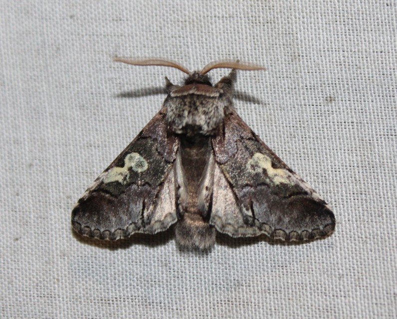 Diloba caeruleocephala - őszi kékesbagoly