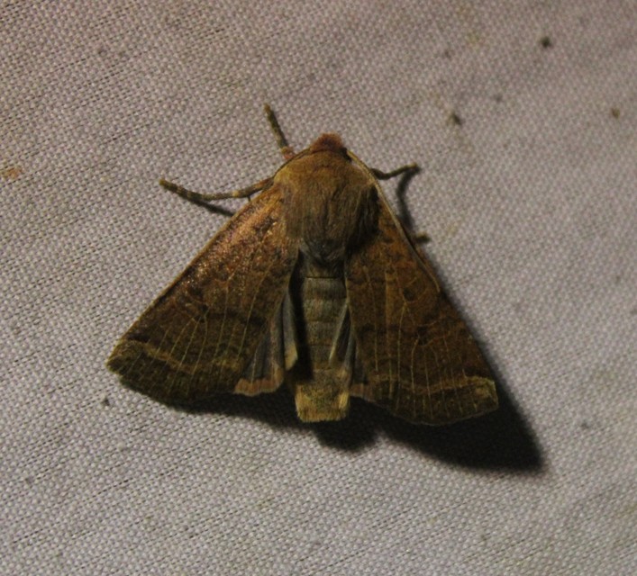 Conistra veronicae - veronika-őszibagoly