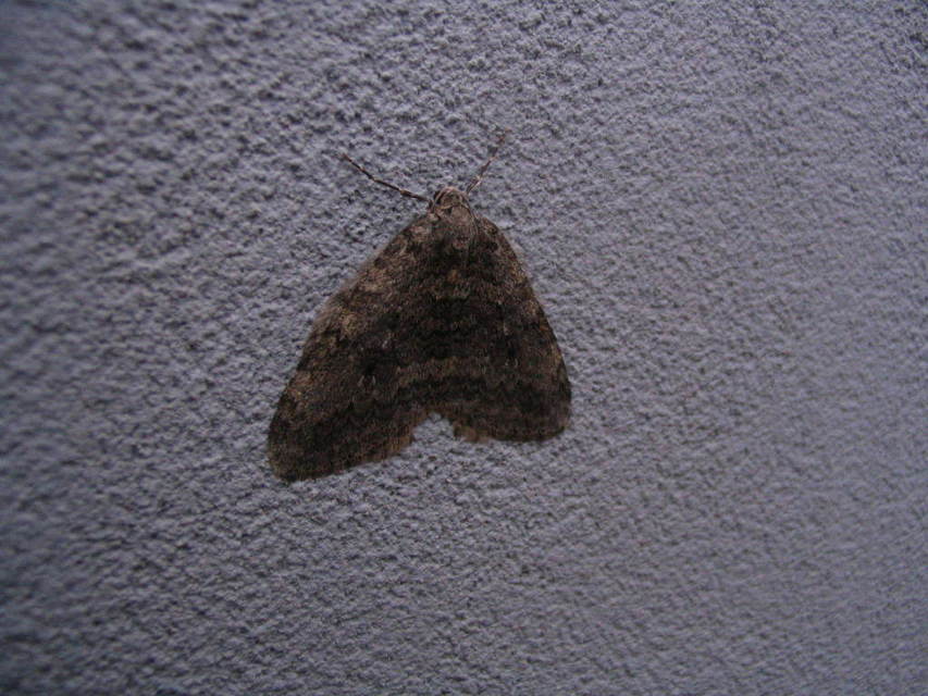 Epirrita christyi/dilutata
