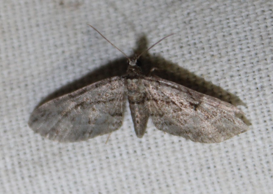 Eupithecia ericeata - feketefenyő-törpearaszoló