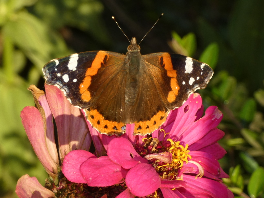 Vanessa atalanta - atalantalepke