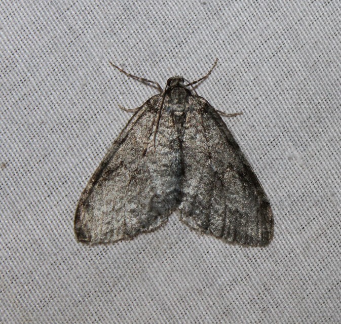 Epirrita christyi/dilutata