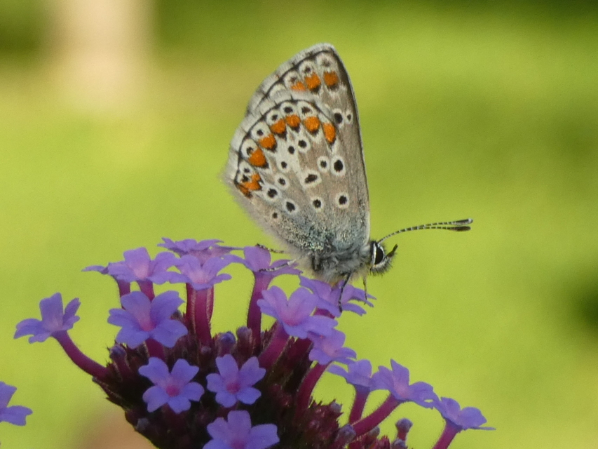 Aricia agestis - szerecsenboglárka