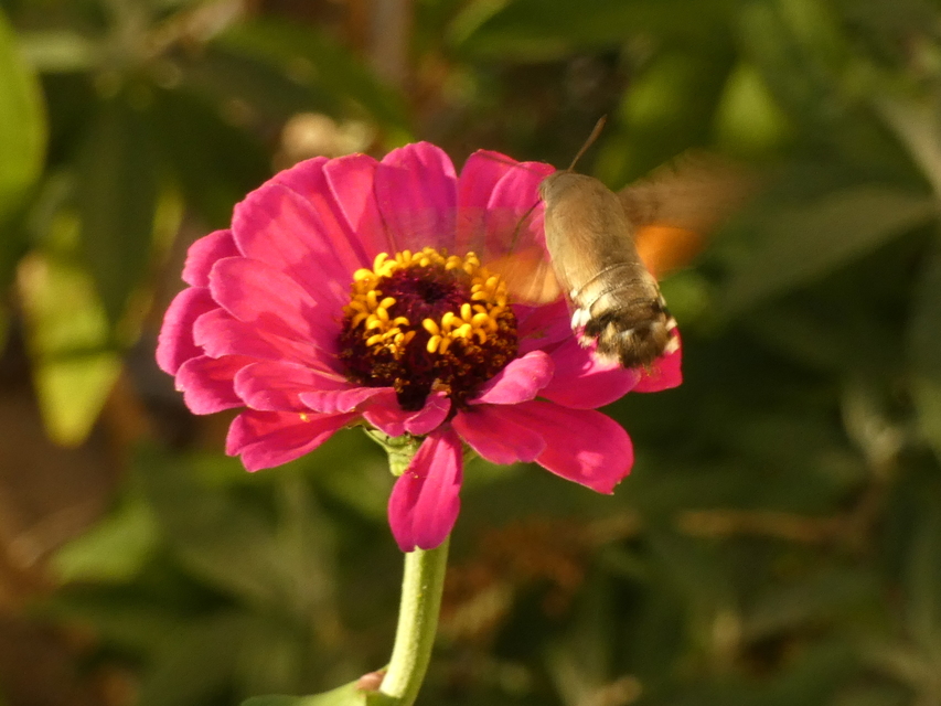 Macroglossum stellatarum - kacsafarkú szender