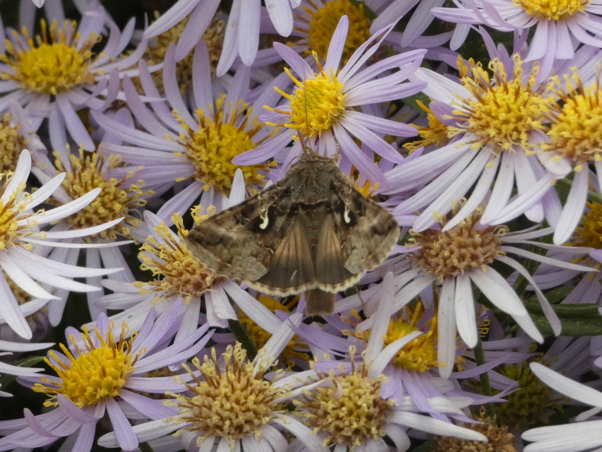 Autographa gamma - gammalepke