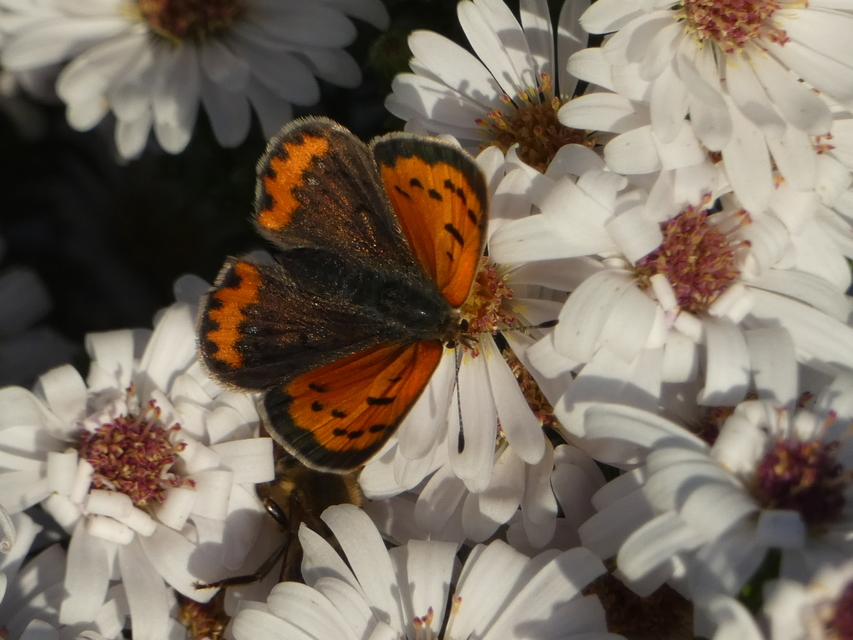Lycaena phlaeas - közönséges tűzlepke