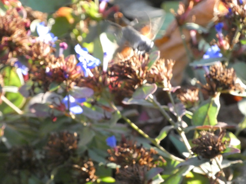 Macroglossum stellatarum - kacsafarkú szender