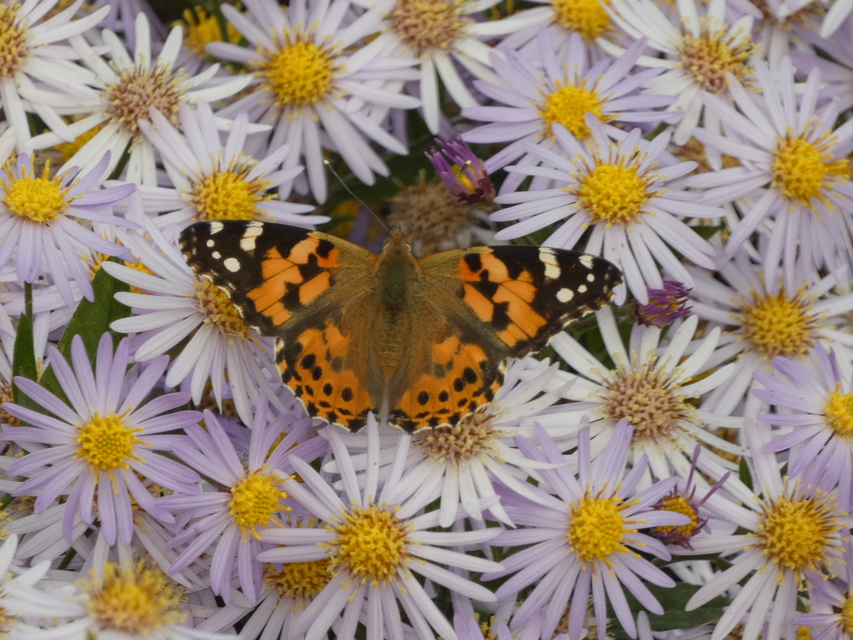Vanessa cardui - bogáncslepke