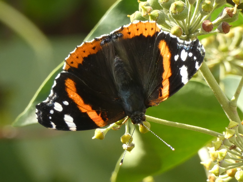 Vanessa atalanta - atalantalepke