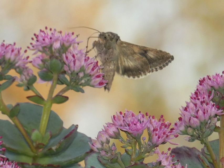 Autographa gamma - gammalepke
