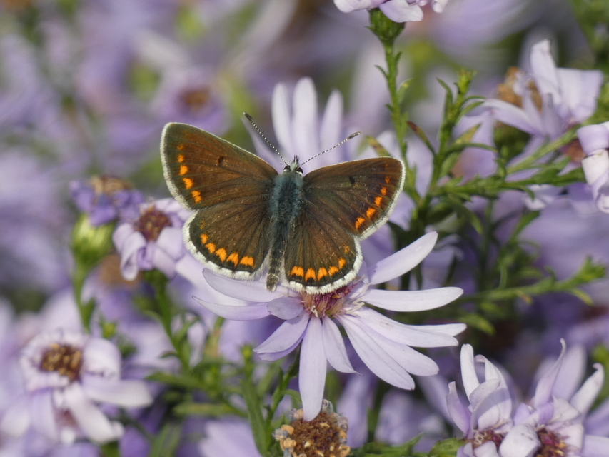 Aricia agestis - szerecsenboglárka
