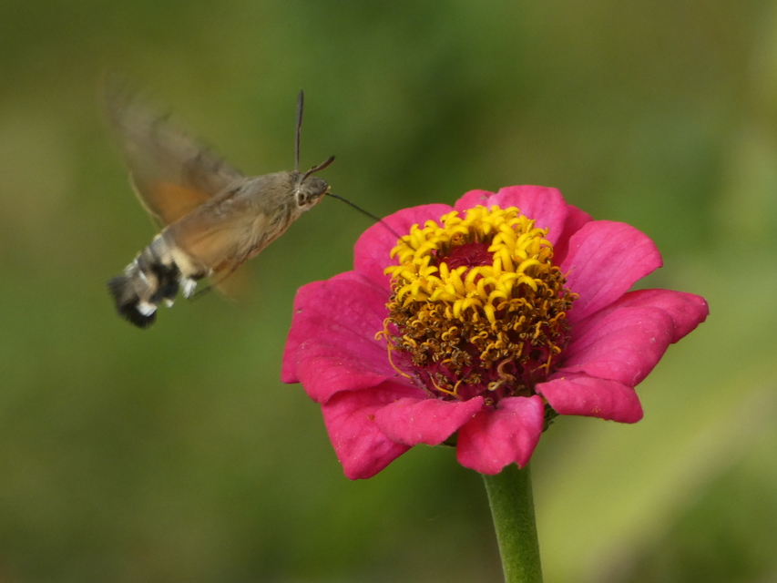 Macroglossum stellatarum - kacsafarkú szender