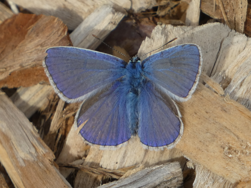 Polyommatus icarus - közönséges boglárka