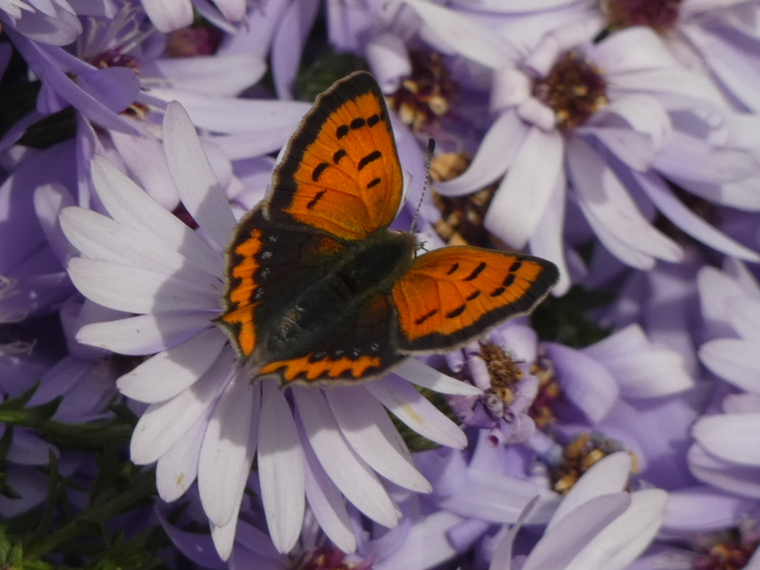 Lycaena phlaeas - közönséges tűzlepke