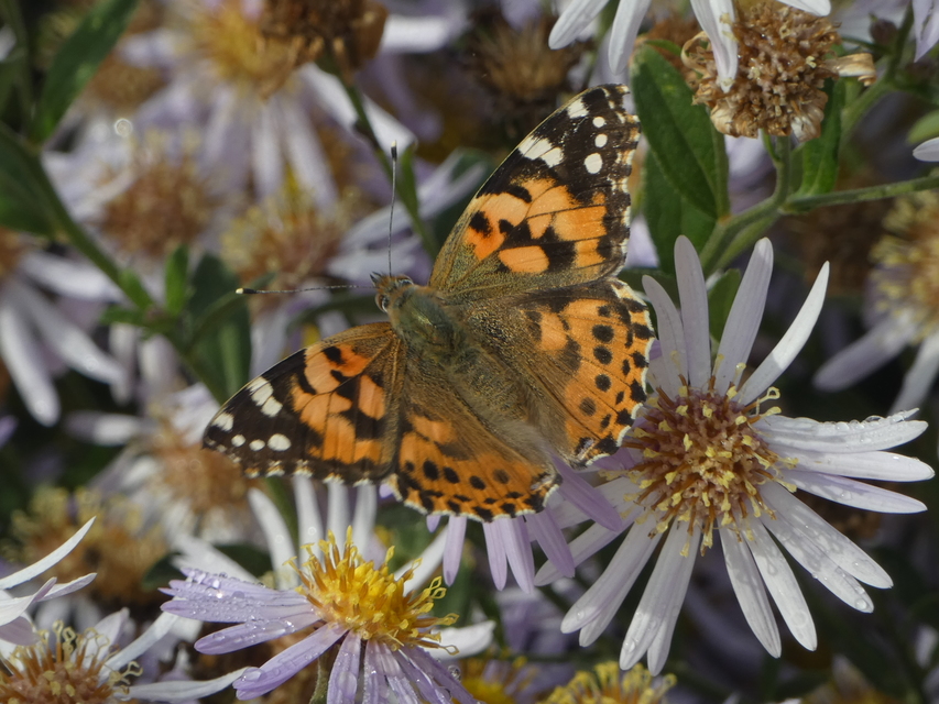 Vanessa cardui - bogáncslepke