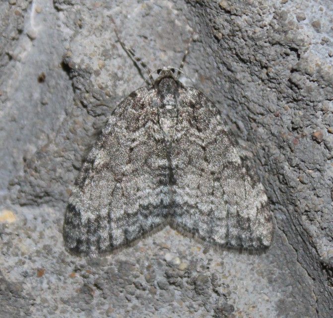 Epirrita christyi/dilutata