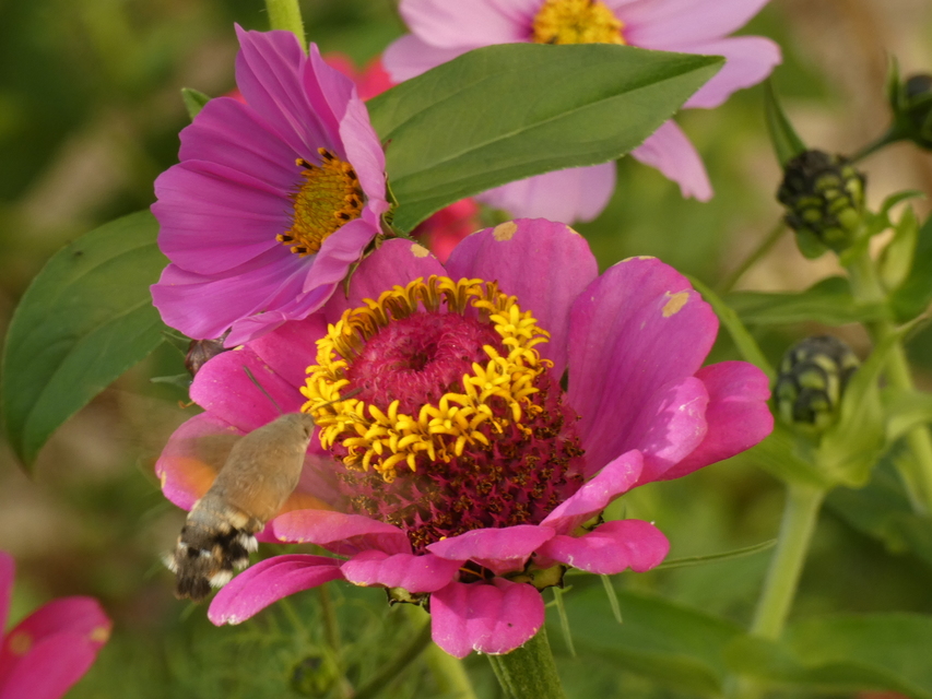Macroglossum stellatarum - kacsafarkú szender