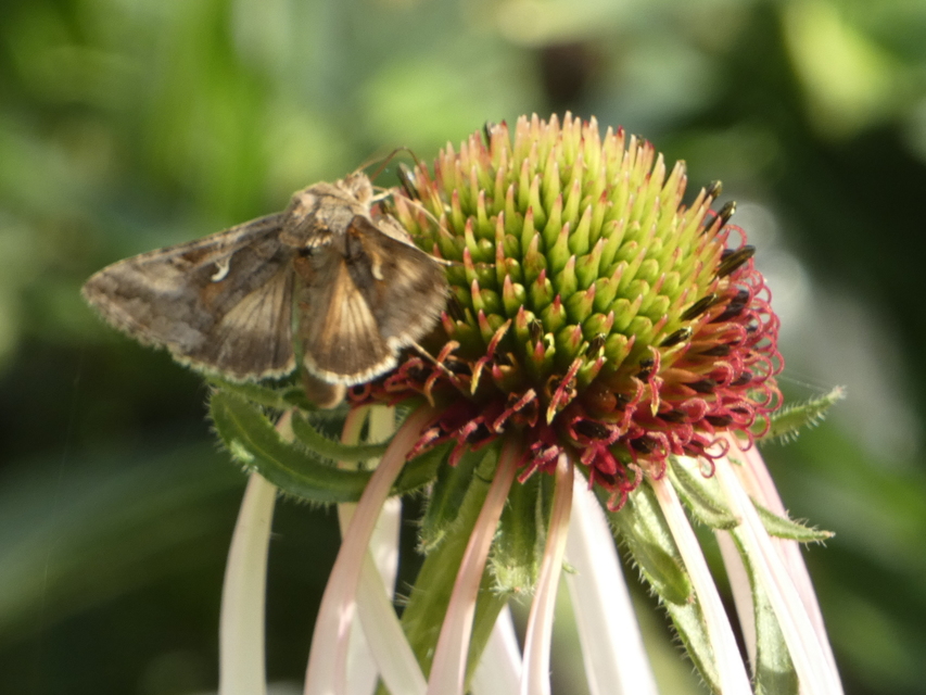 Autographa gamma - gammalepke
